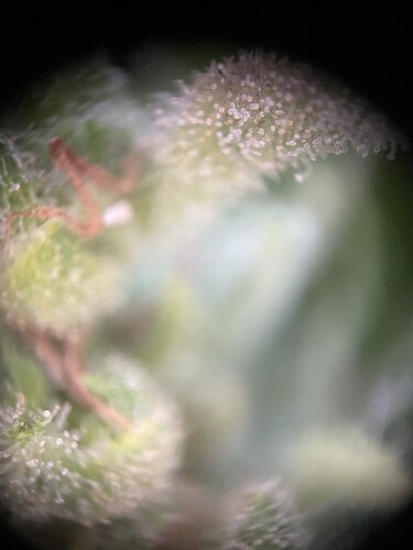 Growreport Bild 13