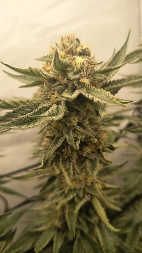 Growreport Bild 10