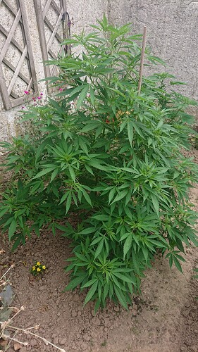 Growreport Bild 1