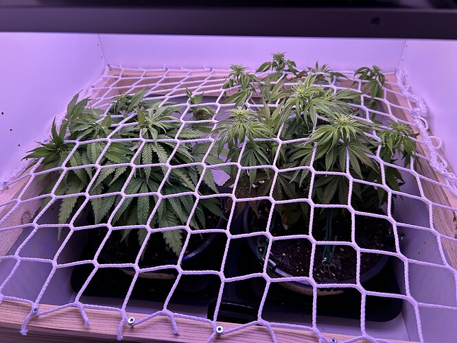 Zwei Cannabis-Pflanzen in einem Grow-Schrank, die unter einem weißen Netz (Scrog-Methode) in der Blütephase wachsen.