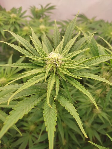 Growreport Bild 6