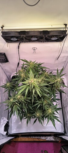 Growreport Bild 7
