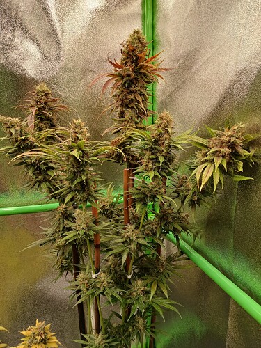 Growreport Bild 5