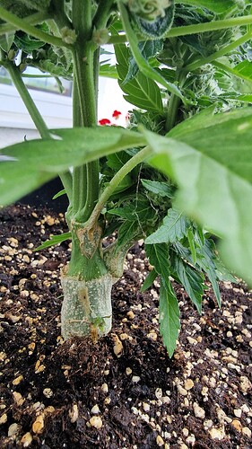 Growreport Bild 40