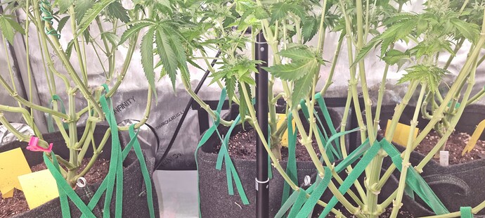 Growreport Bild 39