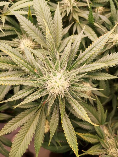 Growreport Bild 1