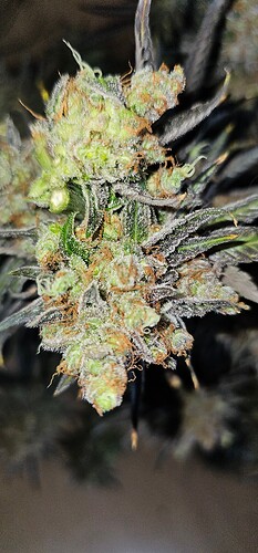 Growreport Bild 62