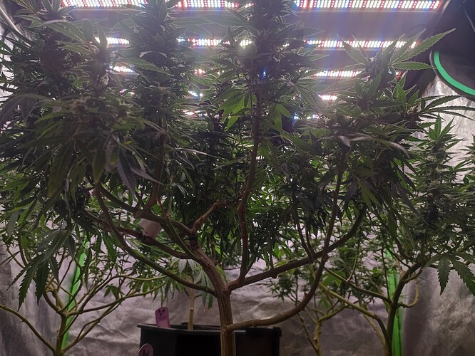 Growreport Bild 5
