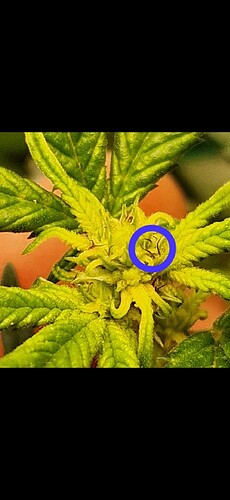 Screenshot_20240901_173322_WhatsApp