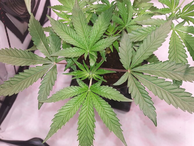 Growreport Bild 6