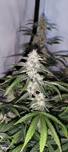 IMG_20250619_131023