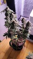 WhatsApp Bild 2024-06-12 um 17.16.25_9a96acff