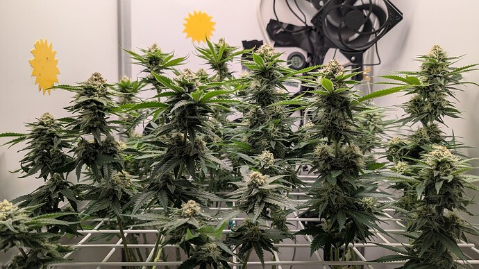 Growreport Bild 41