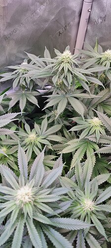Growreport Bild 5