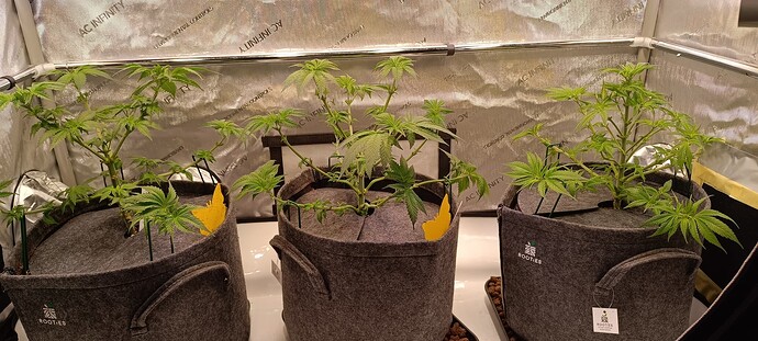 Growreport Bild 6