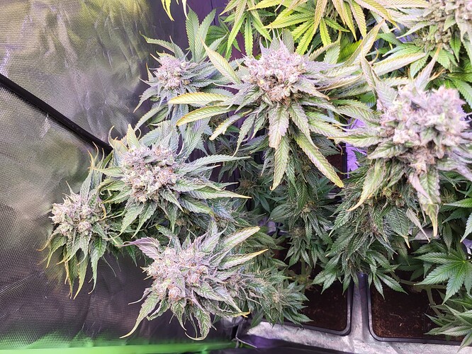Growreport Bild 5