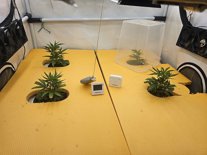 Growreport Bild 2