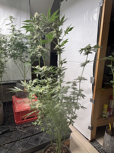 Growreport Bild 33