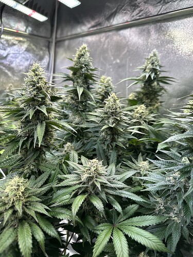 Growreport Bild 21