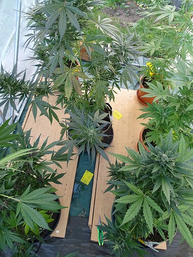 Growreport Bild 32