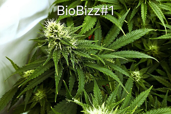 Growreport Bild 1