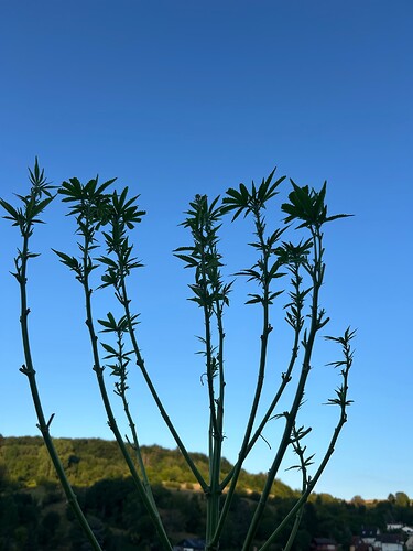 Growreport Bild 50