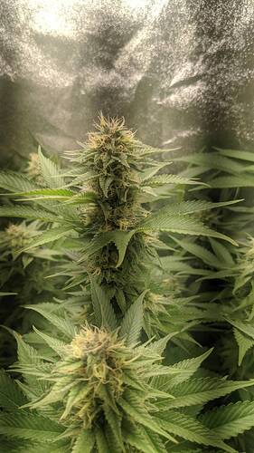 Growreport Bild 3