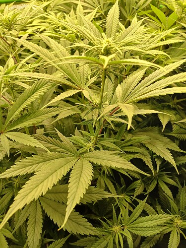 Growreport Bild 4