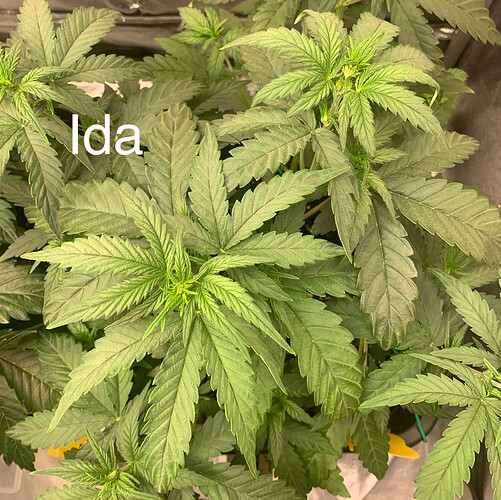 Growreport Bild 3