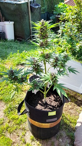 Growreport Bild 22
