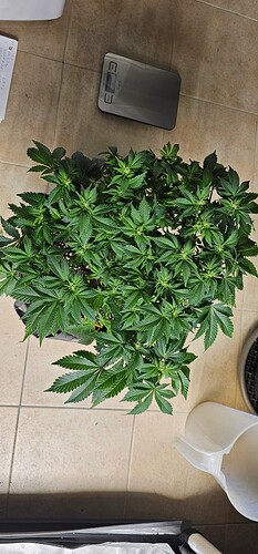 Growreport Bild 27