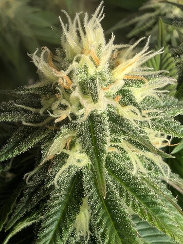 Growreport Bild 26