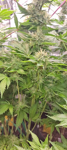 Growreport Bild 41