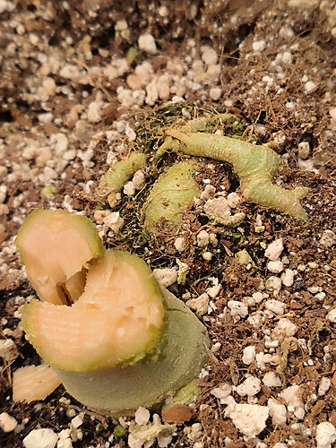Growreport Bild 21