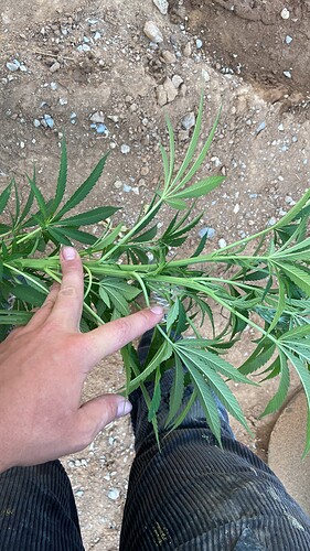 Growreport Bild 2