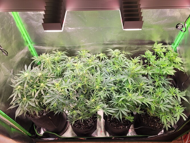 Growreport Bild 2