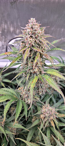 Growreport Bild 12