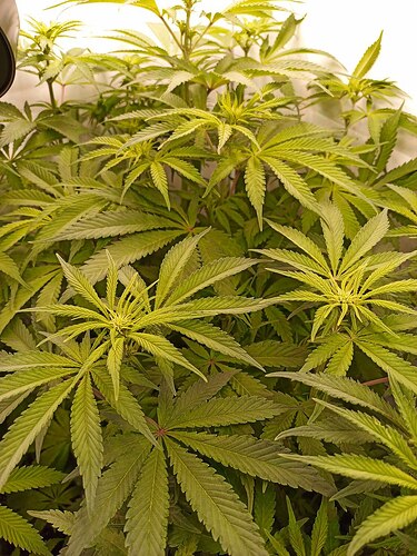 Growreport Bild 3
