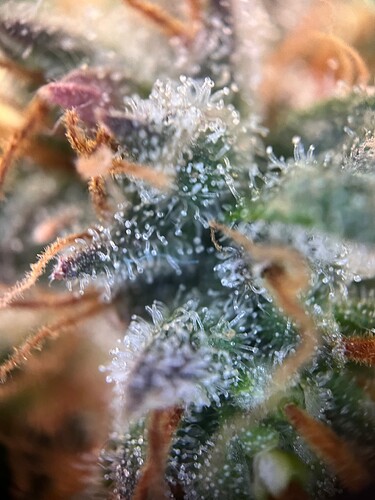Growreport Bild 5