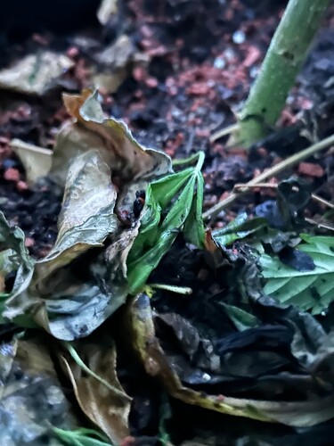 Growreport Bild 19