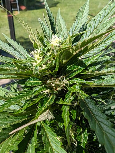 PXL_20240609_083536746