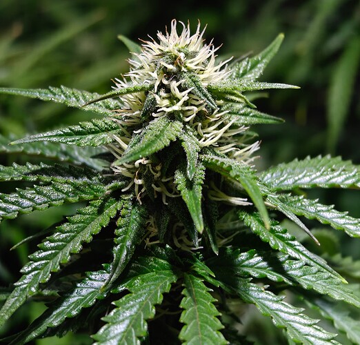 Growreport Bild 7