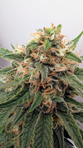 Growreport Bild 42