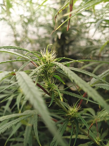 Growreport Bild 31