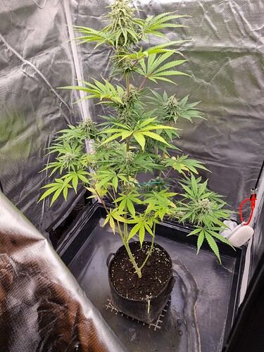 Eine einzelne Cannabis-Pflanze in einem Stofftopf, die sich in der Blütephase befindet, mit sichtbaren Blütenständen und Blättern, die Anzeichen von Gelbfärbung aufweisen.