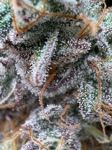 Growreport Bild 40