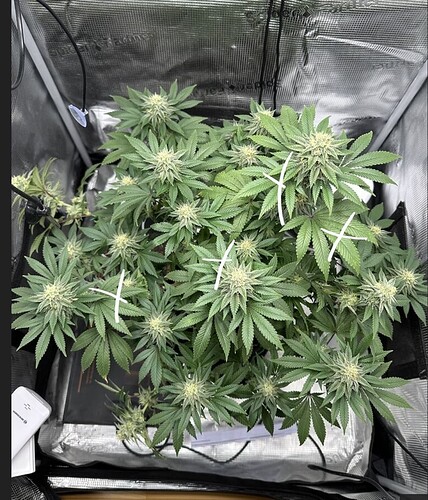 Screenshot_20250211_203247_Chrome