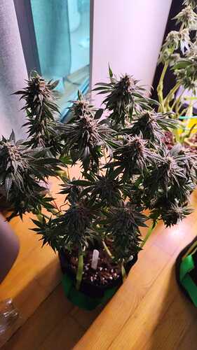 WhatsApp Bild 2024-06-12 um 17.16.49_fc685de4