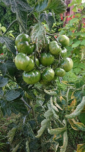 Growreport Bild 6