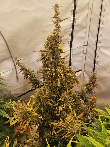 Growreport Bild 5